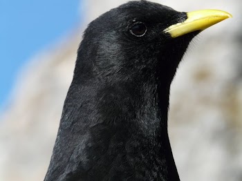 Focus Photography of Black Bird