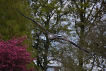 Focus Photography of Brown Bird Gliding