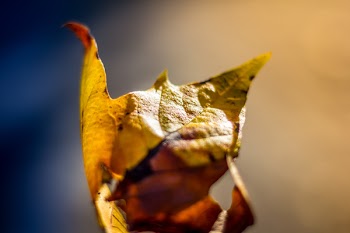 Focus Photography of Brown Leaf