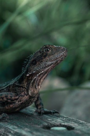 Focus Photography Of Brown Lizard