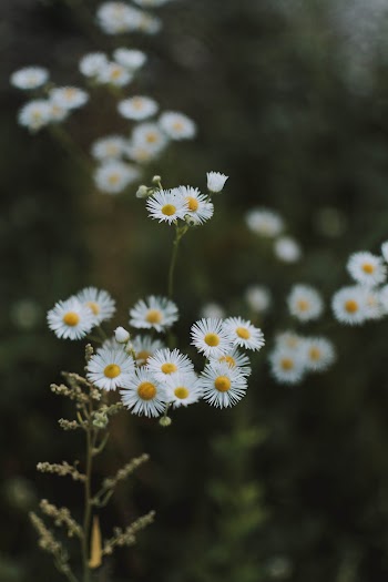 Focus Photography Of Daisy Flower