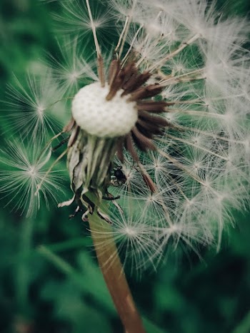 Focus Photography of Dandelion