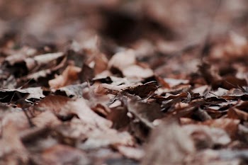 focus photography of dried leaves