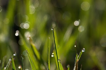 Focus Photography Of Grass