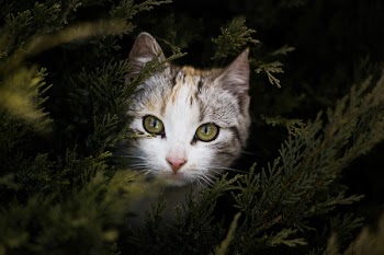 Focus Photography of Gray Orange and Black Kitten Beside Green Plant
