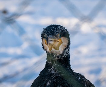 Focus Photography of Great Cormorant