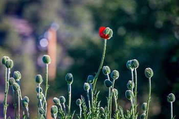 focus photography of green and red petaled flower