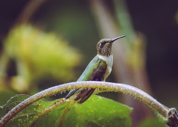 Focus Photography of Green Bird