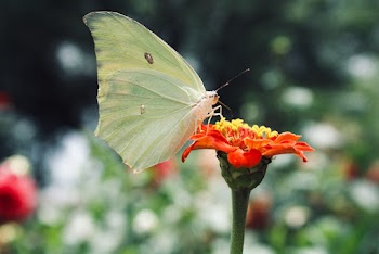 Focus Photography of Green Butterfly