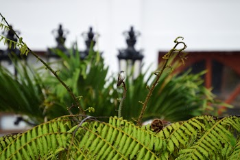 Focus Photography of Green Fern Plant