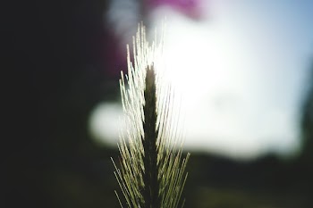 Focus Photography of Green Grass