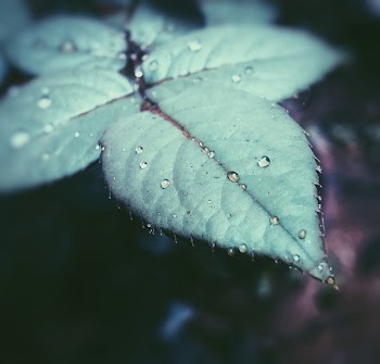 Focus Photography of Green Leaf With Water Droplet