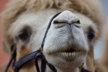 Focus Photography of Llama