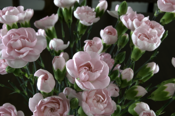 Focus Photography of Pink Flowers