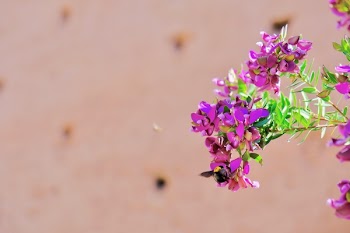 Focus Photography of Pink Petaled Flowers