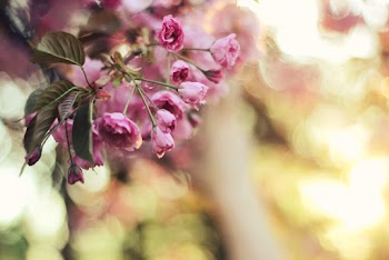Focus Photography Of Pink Petaled Flowers