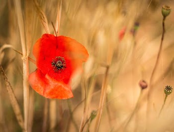 focus photography of red flower