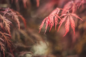 Focus Photography Of Red Leaf