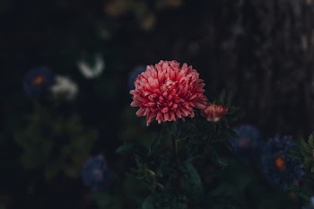 Focus Photography Of Red Petaled Flower