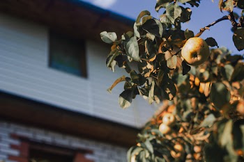 Focus Photography of Round Fruit