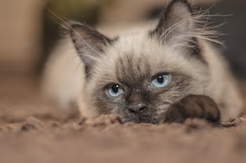 Focus Photography of Siamese Cat