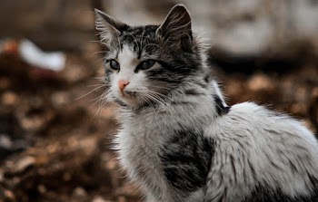 Focus Photography of White Kitten