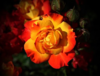 Focus Photography of Yellow and Orange Petaled Flower