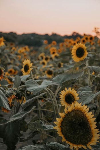 focus photography of yellow sunflower field