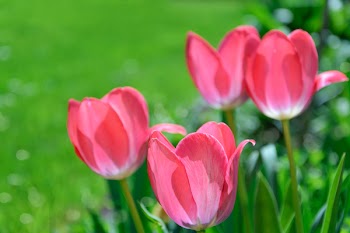 Focus Photography Pink Tulips