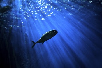 Focus shot of fish swimming | Free Photo - rawpixel