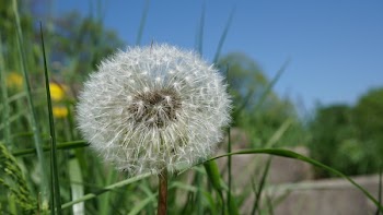 Focused Photo of Dandelion