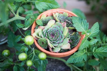 focused photo of plant