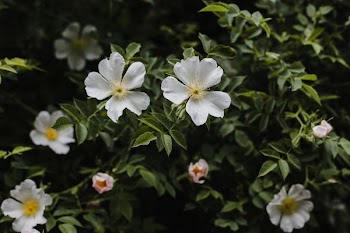 focused photo of white and yellow flowers