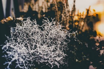 Focused Photography Gray Twig