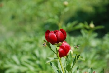 Focused Photography of a Red Petaled Flower With Bees Flying Near It