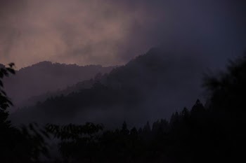 fog covered forest
