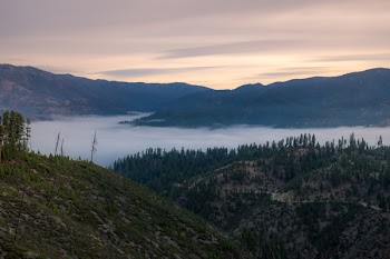 Fog Running Through the Forest