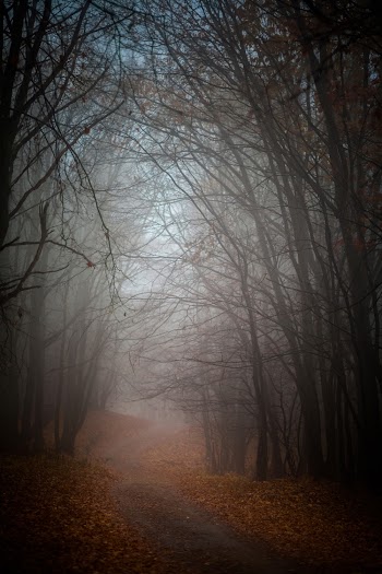 Foggy Bare Trees Pathway Scenery