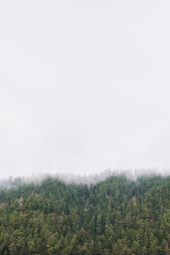 Foggy Forest