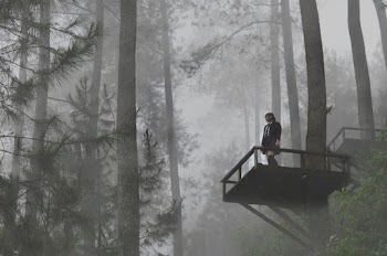 foggy forest