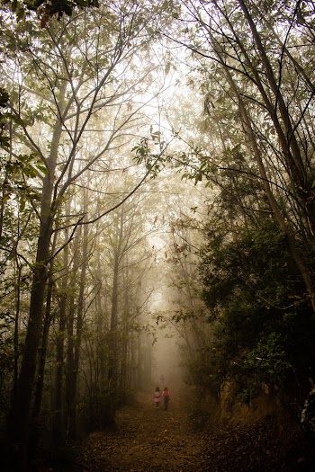 Foggy Forest