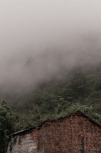 Foggy Forest