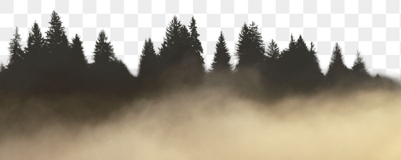 Foggy forest png border sticker, | Free PNG - rawpixel