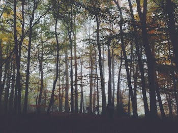 Foggy Forest Trees