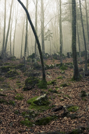 Foggy Forest With Stones Under Sunset