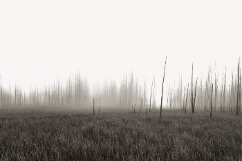 Foggy grass field border, nature | Free PSD - rawpixel