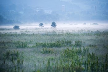 Foggy Green Field