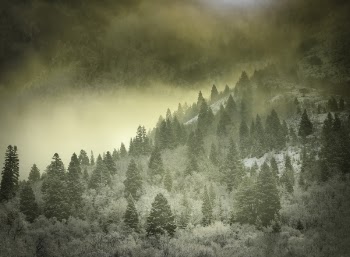 Foggy Hill With Green and White Trees