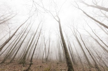 Foggy leafless tree forest background. | Free Photo - rawpixel