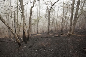 Foggy leafless tree forest background. | Free Photo - rawpixel
